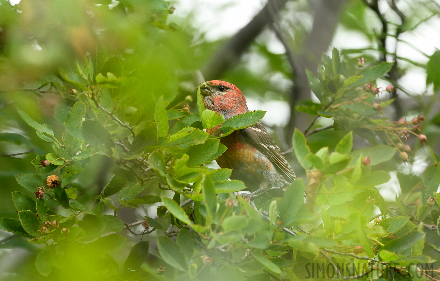 Pinicola enucleator leucura [400 mm, 1/640 Sek. bei f / 7.1, ISO 2000]